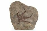 Detailed Ordovician Brittle Star (Ophiura) - Morocco #301931-1